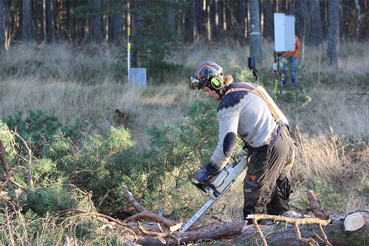 Trädfällning och beskärning av träd