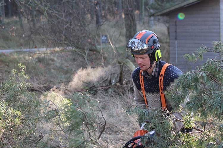 Trädfällning och beskärning av träd