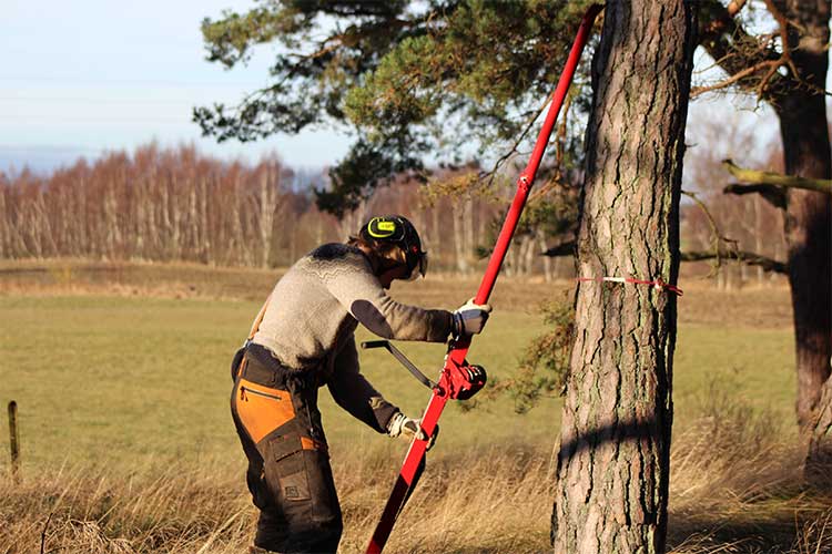 Trädfällning och beskärning av träd