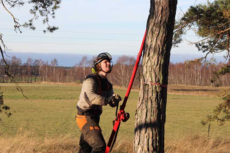 Trädfällning och beskärning av träd