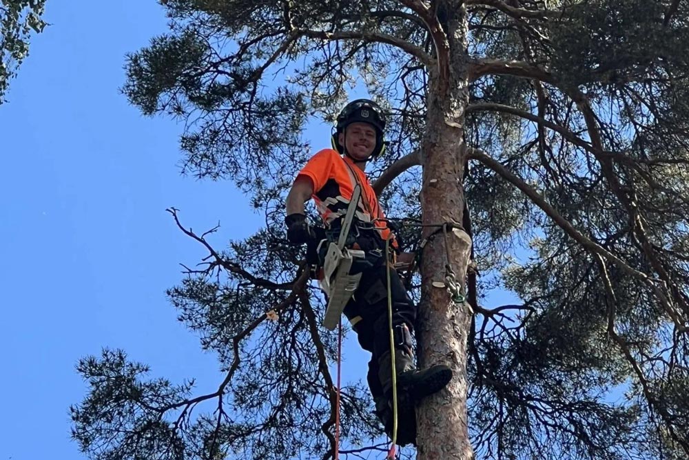 Träd som fälls av medarbetare på Björks trädservice